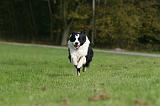 BORDER COLLIE 1390